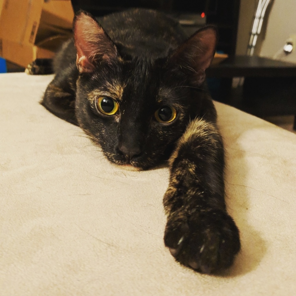 Meet your Posher, Katie